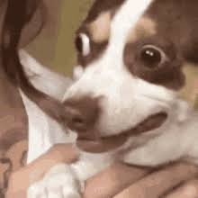 Assustado Gifs Tenor
