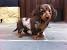 Cream Long Haired Dachshund Puppies