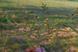 Image result for Hypertelis cerviana