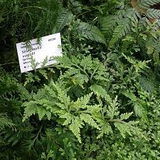 Image result for Selaginella vogelii