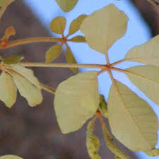 Image result for Schinziophyton rautanenii