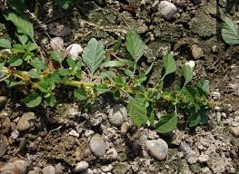 Image result for Hermbstaedtia scabra
