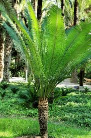 Image result for Cycas