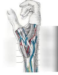 9 Anatomical Snuffbox Diagram Quizlet What is anatomical snuff box? 9 anatomical snuffbox diagram quizlet