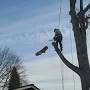 Limback Tree Service Llc from limbacktreeservices.com