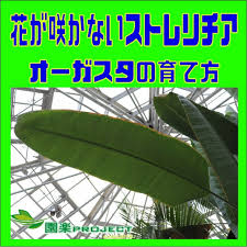 花が咲かないストレリチア オーガスタの育て方 園楽project 園芸 植物を楽しむ情報サイト
