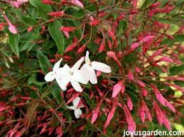 How To Care For The Sweet Pink Jasmine Everybody Loves Pink Jasmine Flower Trellis Jasmine Plant
