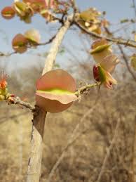 Image result for Combretum paniculatum
