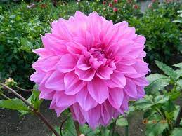 Kasuga Dahlia Barn Jpg Dahlia Beautiful Flowers Perennials