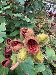 Image result for Bixa orellana