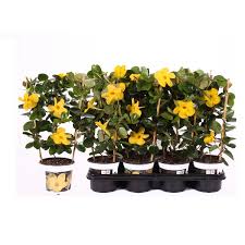 Image result for dipladenie žlutá obrázek