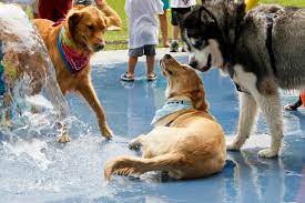 Whether it seems sensical or not, all dogs engage in this behavior at some point in time. The Mistakes People Make At The Dog Park That Put Their Pet At Risk