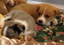 Around a quarter of all boxer puppies born are white. Photos Puppies Relax After Nj Rescue 6abc Philadelphia