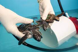 What To Do If You Find Baby Sea Turtles Washed Ashore Because Of Tropical Weather