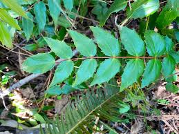 Holly like leaves blue berries. Berberis Aquifolium Creeping Mahonia Holly Leaved Barberry Mountain Grape Oregon Grape Oregon Grapeholly Oregon Grape Holly Oregon Holly Oregon Hollygrape Tall Mahonia North Carolina Extension Gardener Plant Toolbox