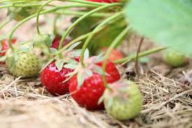 Ich bin selda bekar die gründerin und autorin dieser seite. Mischkultur Bei Erdbeeren Welche Pflanzen Vertragen Sich