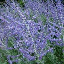 Plant database entry for russian sage (perovskia 'blue spire') with 4 images and 34 data details. Perovskia Blue Spire Harrod Horticultural