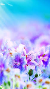 Gratuito per uso commerciale nessuna attribuzione richiesta foto hd. Sfondo Fiore Iphone 6 Plus 131 Hinh Ná»n Hinh áº£nh Hinh Ná»n Ä'iá»‡n Thoáº¡i