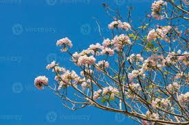 Image result for Tabebuia heterophylla