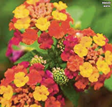 Khasiat bunga tahi ayam yang jarang diketahui pokok bunga tahi ayam menghasilkan bunga yang cantik dan warnanya sama ada kuning atau oren terang beli bunga tahi ayam online berkualitas dengan harga murah terbaru 2021 di tokopedia! Busuk Tapi Serlahkan Landskap Pressreader