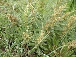 Image result for Searsia dentata