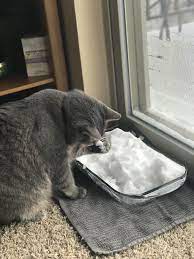 We Brought Some Snow Inside For Macklin To Play With Since Its Too Cold To Go Out Http Bit Ly 2ewwid8 Cute Cats And Dogs Funny Cats And Dogs Cats