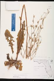 Image result for Launaea intybacea