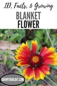 Blanket Flower Native Plant Long Blooming Perennials Flowers Perennials Red Flowers