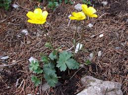 Image result for Ranunculus oreophytus