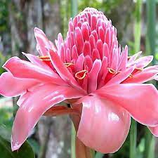 Pink Torch Ginger Etlingera Elatior Pink Color Large To Etsy Ginger Plant Torch Ginger Torch Ginger Flower