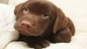 Blue Ridge Lane Labrador Retrievers - Blue Ridge Lane ...