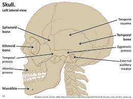 Skull Diagram Lateral View With Labels Part 2 Axial Skeleton Visual Atlas Page 16 Human Anatomy And Physiology Anatomy Anatomy And Physiology