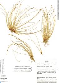 Image result for Eleocharis geniculata