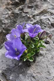 Campanula Raineri Campanula Di Rainer Rainers Glockenblume Campanule De Rainer Rainerjeva Zvoncnica Campanulaceae Alpine Flowers Rock Garden Plants Amazing Flowers