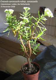Image result for Crassula sarcocaulis