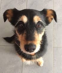 Maybe you would like to learn more about one of these? Projekt Start Ins Neue Leben Hunde Akademie Perdita Lubbe