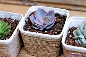 To ensure your success and help you avoid mistakes, here are a dozen succulent garden design essentials to keep in mind. 29 Cutest Planter Ideas For Succulents Learn To Create Beautiful Things