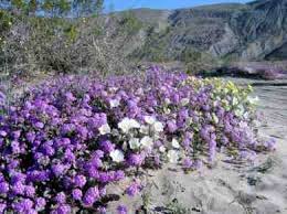 Check spelling or type a new query. Anza Borrego State Park Wildflowers Southern California