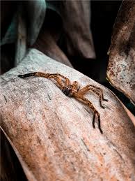 Because it is dangerous, is fast, and requires. Mind Boggling Facts About Camel Spiders