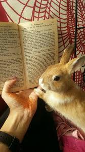 I Keep Seeing This Old Pic Of My Bunny Back In His Baby Days All Over Pinterest And Tumblr Rabbits Cute Animals Cute Baby Animals Cute Baby Bunnies