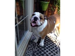 See available dogs donate 100% of your tax deductible donation goes directly to helping. Marble Adopted Norcal Bulldog Rescue Bulldog Rescue Bulldog English Bulldogs For Adoption