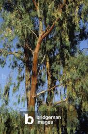 Image result for Eucalyptus sp.