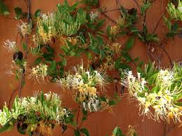 Image result for Lonicera confusa