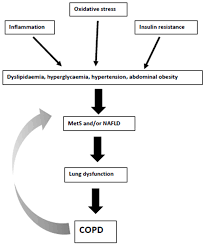 Metabolites Free Full Text Metabolic Syndrome And Abnormal Peri Organ Or Intra Organ Fat Apifat Deposition In Chronic Obstructive Pulmonary Disease An Overview Html