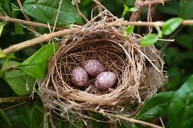 Blue Bird Eggs With Brown Spots 3 Bird Eggs In Bird S Nest On The Tree Bird Eggs Bird Nest Nest