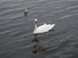 Black Bird With White Ring Around Neck And Long Beak Mute Swan Mallard Ring Billed Gull Port Credit Mississauga On 9 4 2019 Mute Swan Mallard Information About Birds