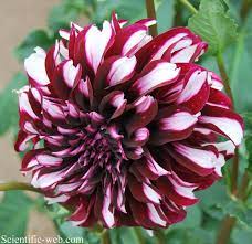Dahlia Tartan Dahlia Flower Garden Plants
