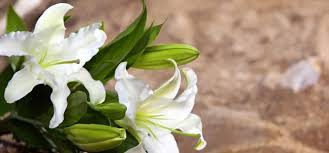 Gertrude Pauline Miller