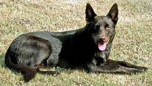 Australian Kelpie Photo Australian Kelpie The Australian Kelpie Was Developed For Herding Australian Kelpie Pound Puppies Puppies