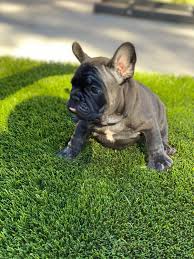 Search the best palm desert, ca vacation deals & save more when you book your flight + hotel together. French Bulldog Puppies For Sale Palm Desert Ca 331721